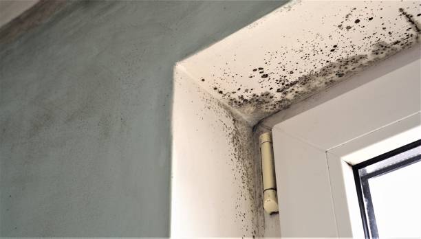 Best Industrial Mold Remediation  in Ahwahnee, CA
